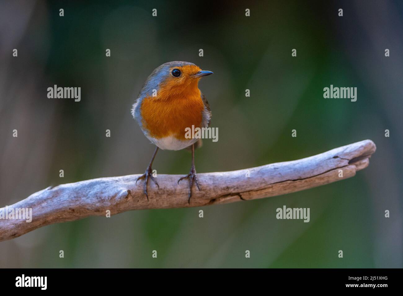 Redbreast (Erithacus rubecula ) Foto Stock