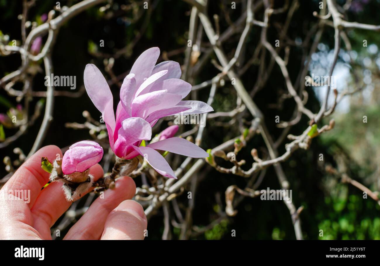 Magnolia Loebneri Leonard Messel fiore in botanica in Polonia Foto Stock