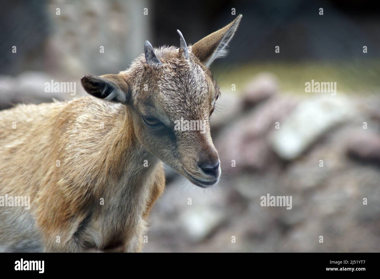 Giovane markhor-il più raest ibex, famoso per i relativi corni ritorti enormi, antenato delle capre domestiche Foto Stock