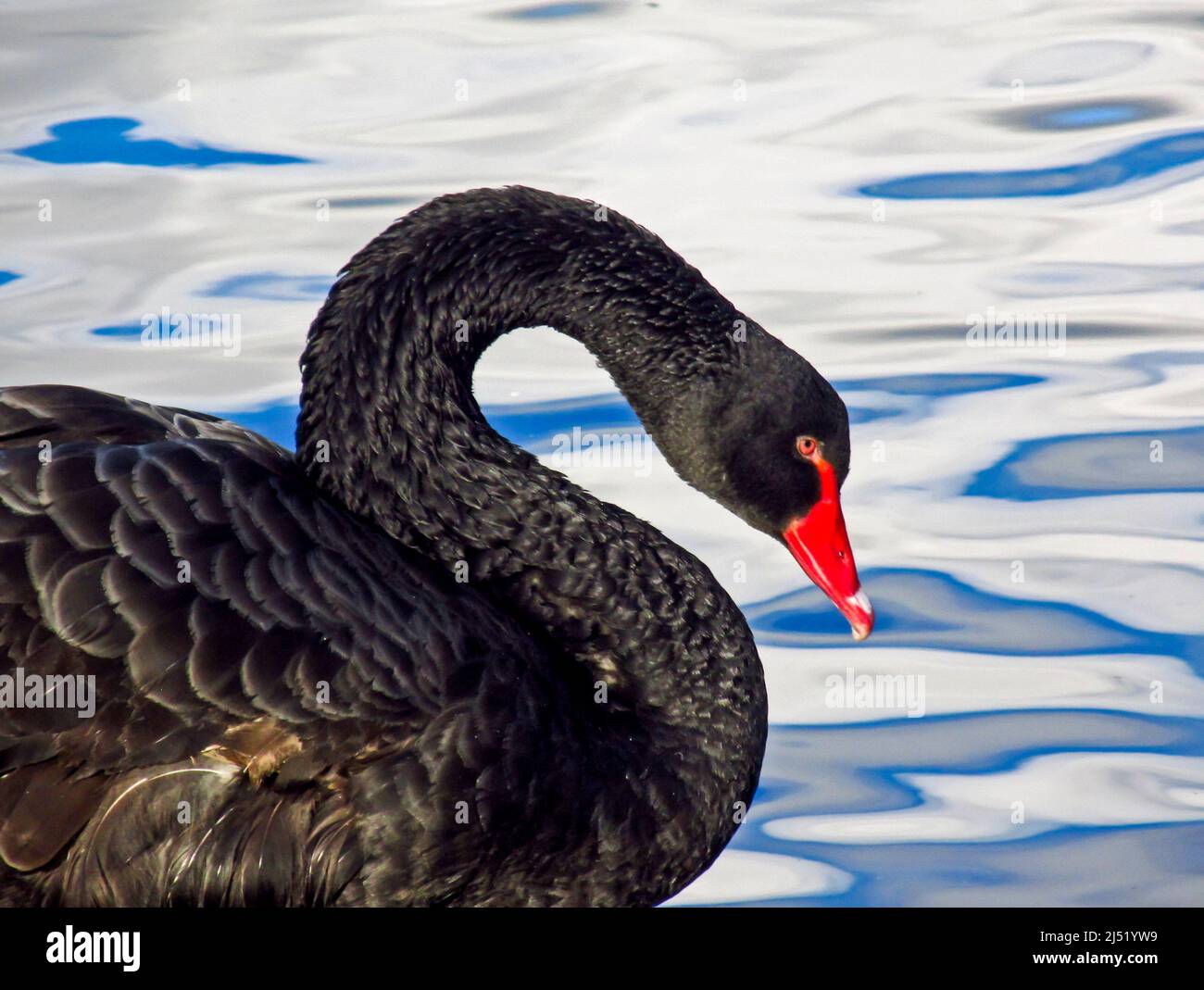 Foto del profilo di un cigno nero, Cygnus atridus, in cattività come uccello ornamentale in un lago dell'Inghilterra meridionale Foto Stock