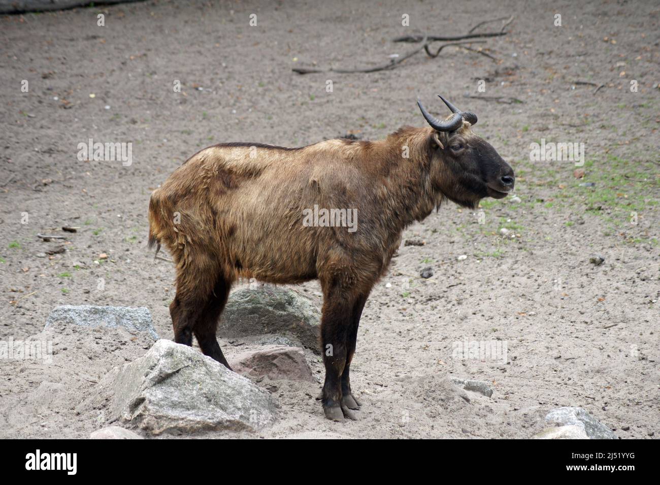 Takin, conosciuto anche come la capra gnu o il vello d'oro di Jason. Uno degli animali più rari al mondo. Foto Stock
