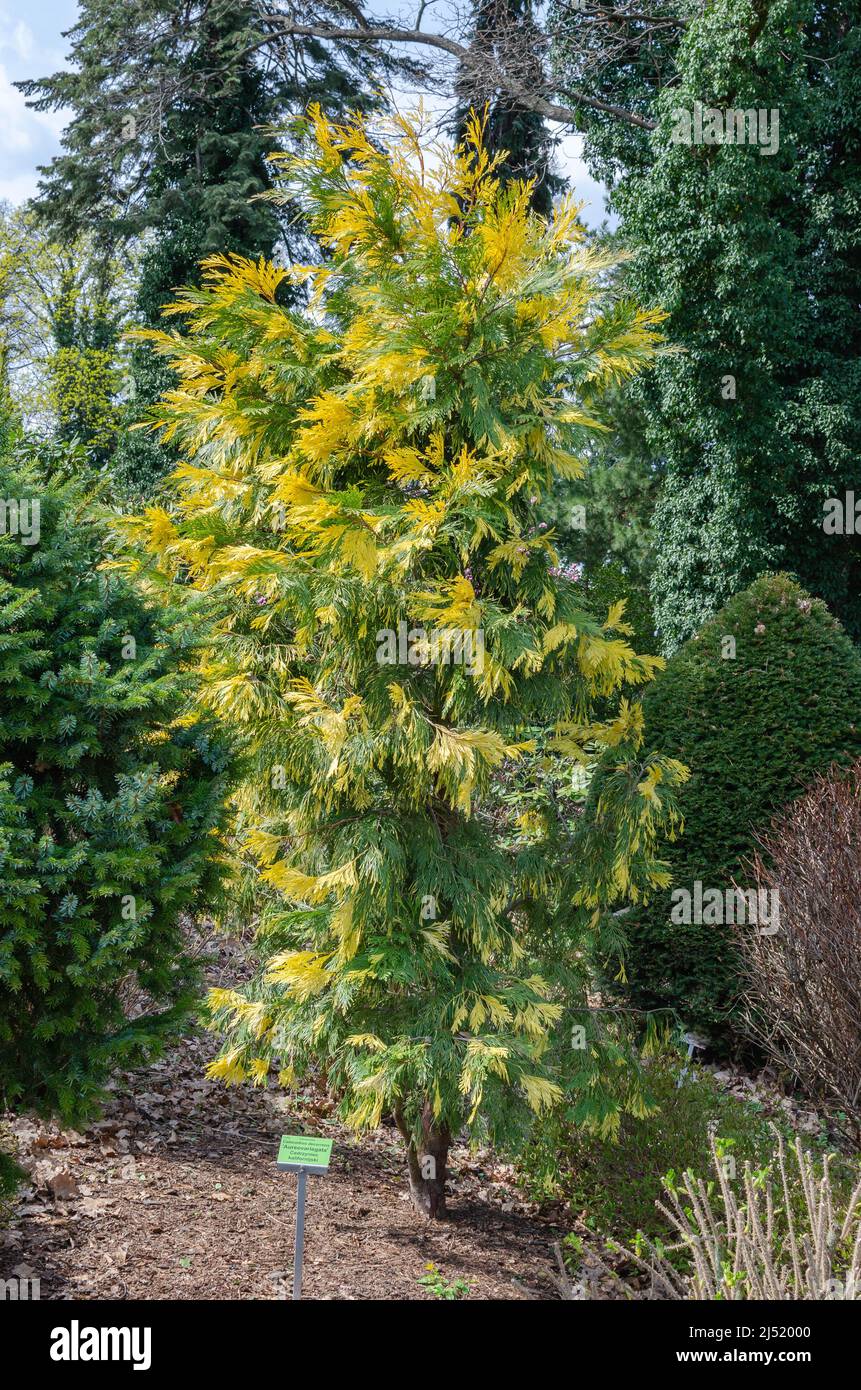 Calocedrus decurrens albero Aureovariegata in primavera in Polonia Foto Stock