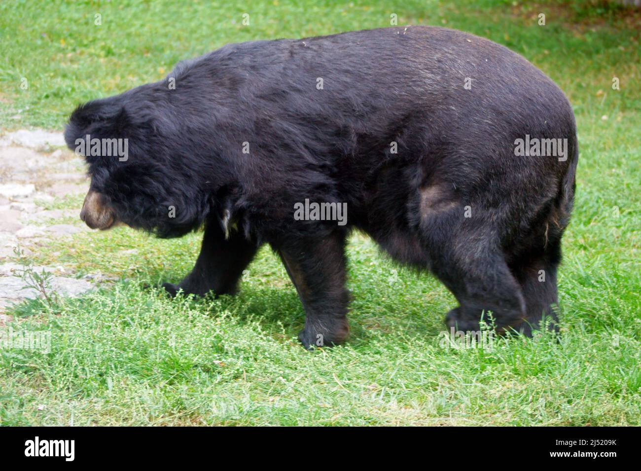 Orso nero asiatico-la specie è in pericolo per colpa umana.il suo habitat è in diminuzione e molte vite nelle fattorie biliari, trattati in modo crudele. Foto Stock