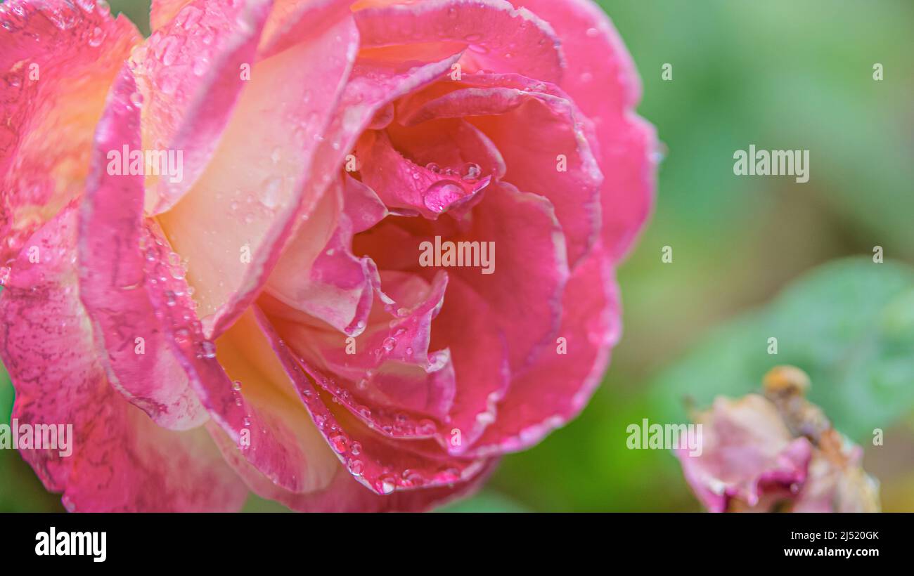 Fiori di colore rosa su sfondo verde Foto Stock