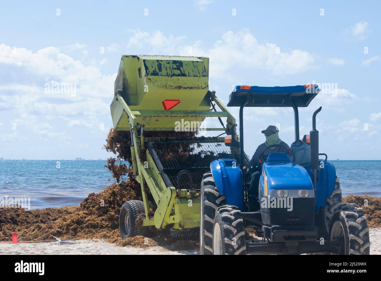 Macchinari pesanti rimuove Sargasso dalla spiaggia di Playa del Carmen, Messico Foto Stock