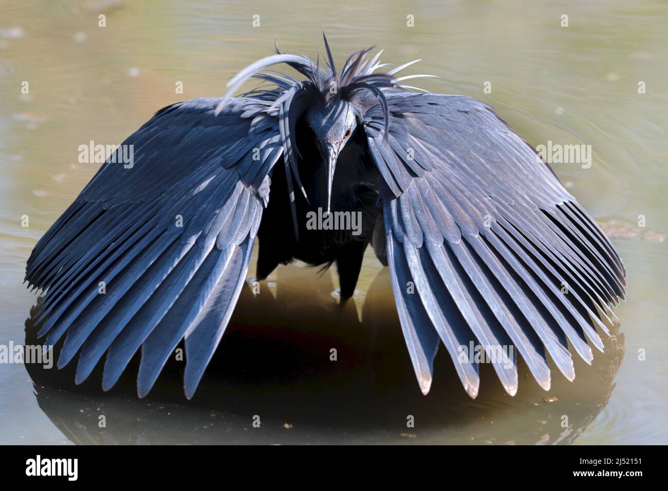 Caccia all'Heron nero o all'Egret nera, parco nazionale di Kruger, Sudafrica Foto Stock