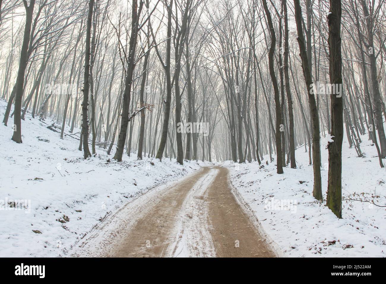 Tempesta di neve e nebbia nella foresta invernale. Strada attraverso i boschi. Foto Stock