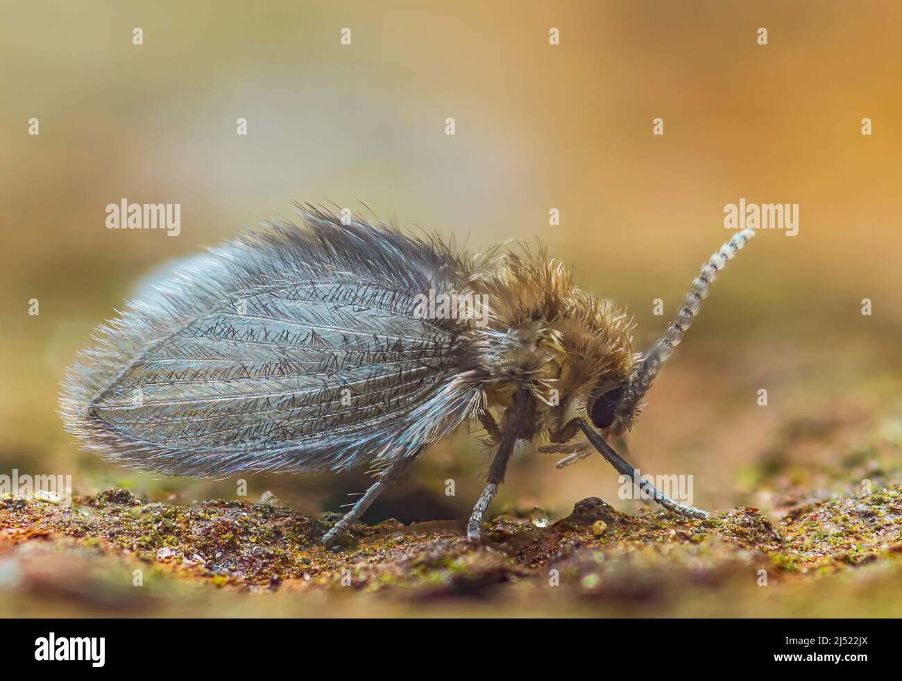 Tricling Filter Fly - Psychoda alternata, il suo comunemente noto come filtro Trickling Fly o drain Fly Foto Stock