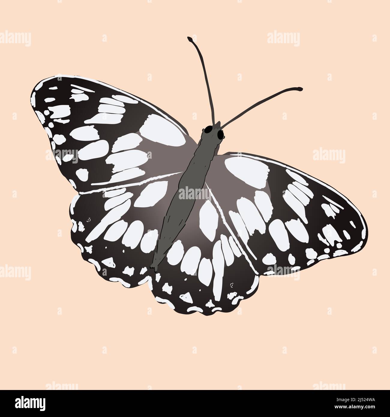 Melanargia galatea o la farfalla bianca marmorizzata. Singolo animale su sfondo arancione morbido. L'insetto è inclinato. Illustrazione Vettoriale