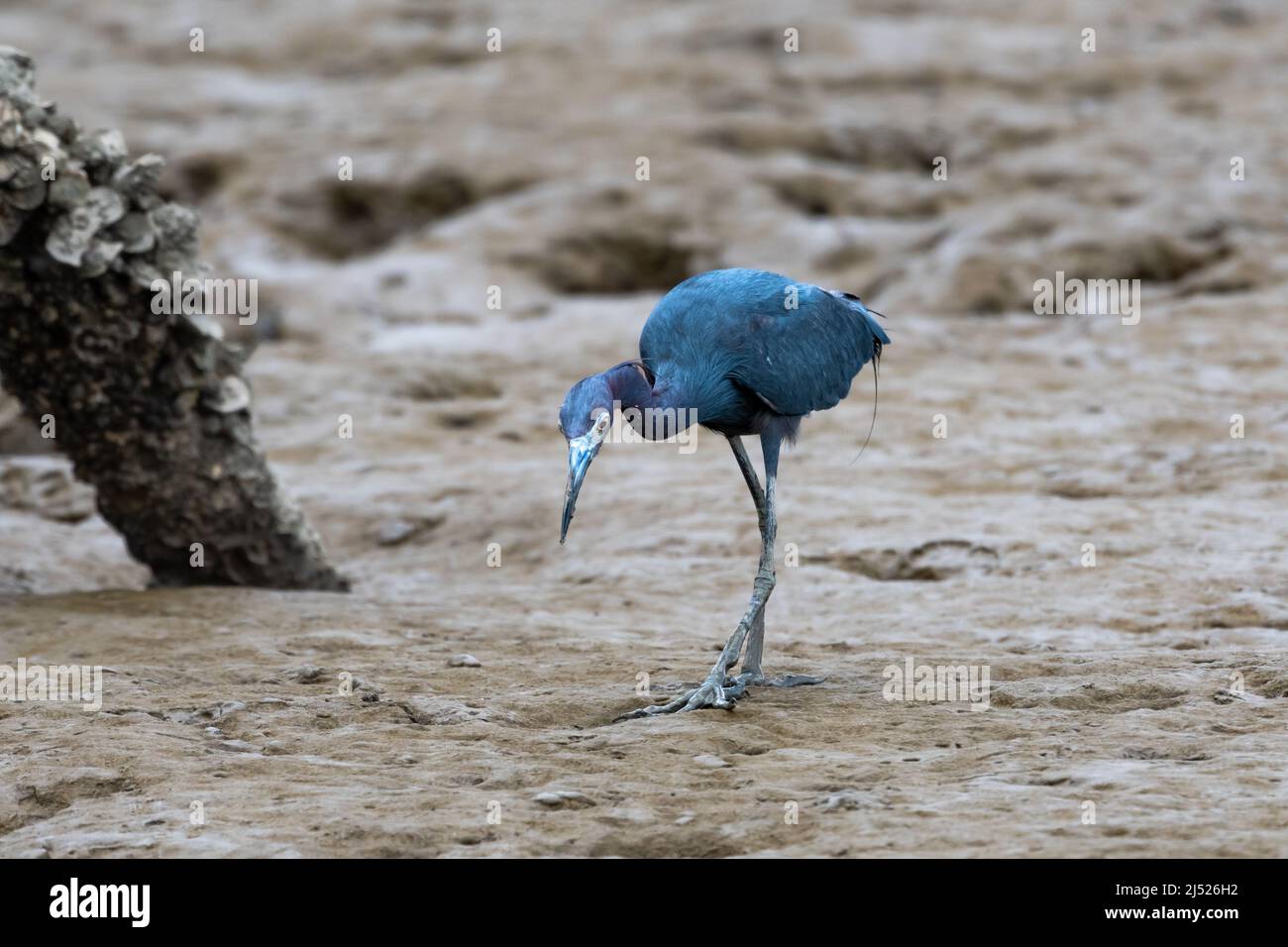 Uccello blu brillante, piccolo Heron, Egretta caerulea, a caccia di granchio nel suo habitat naturale, mudflats al largo della costa di Trinidad nei Caraibi Foto Stock