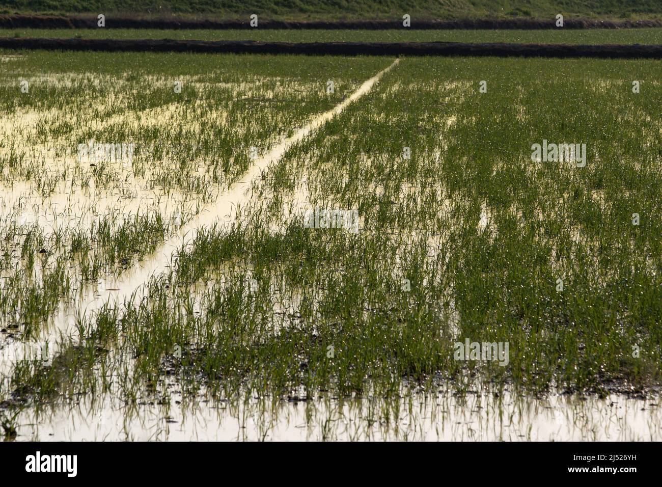 Campi di riso nella zona vercelese Foto Stock