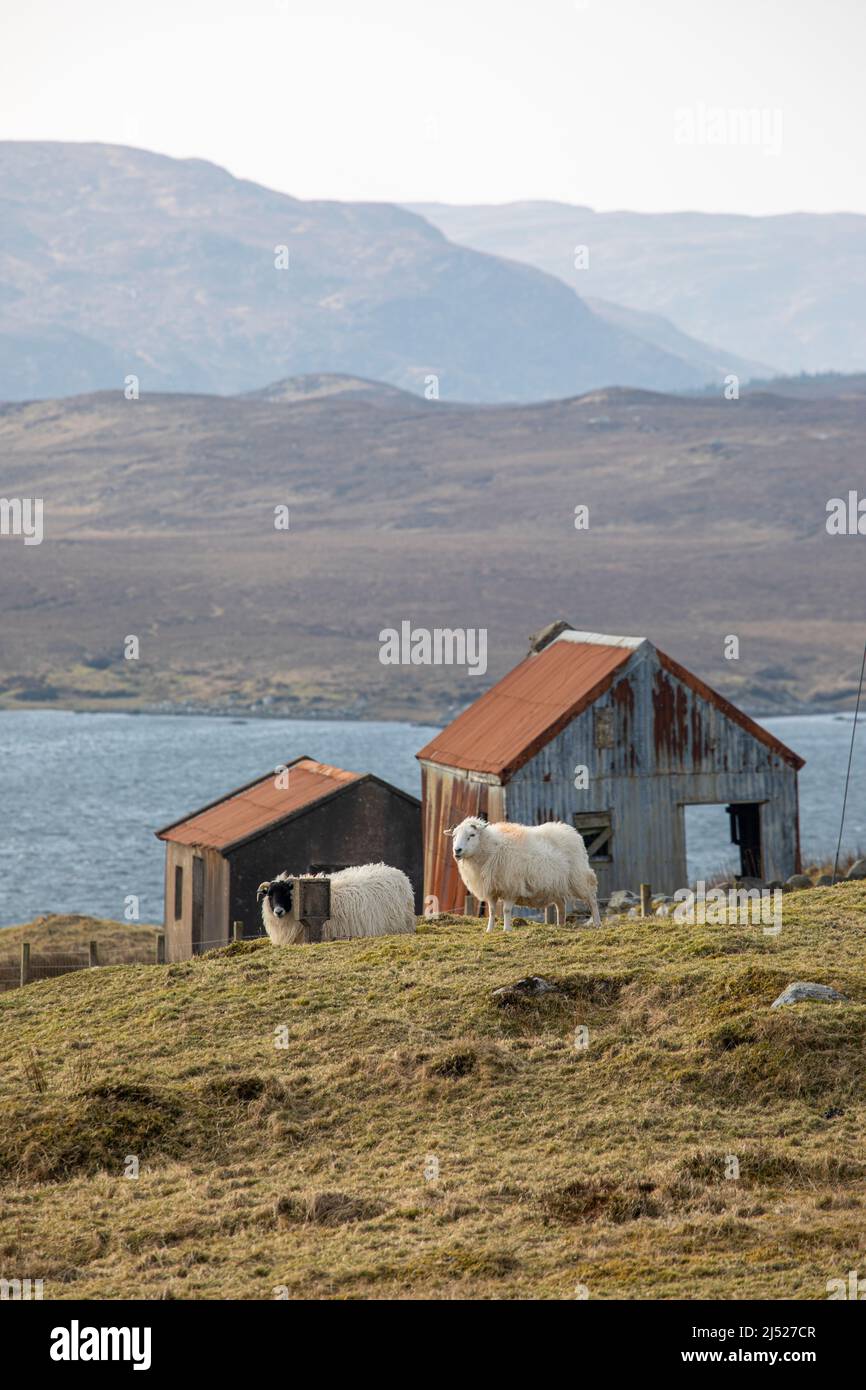 Sheds in Airidh a Bhruaich, Isola di Lewis, Scozia, ora lasciato alle pecore Foto Stock