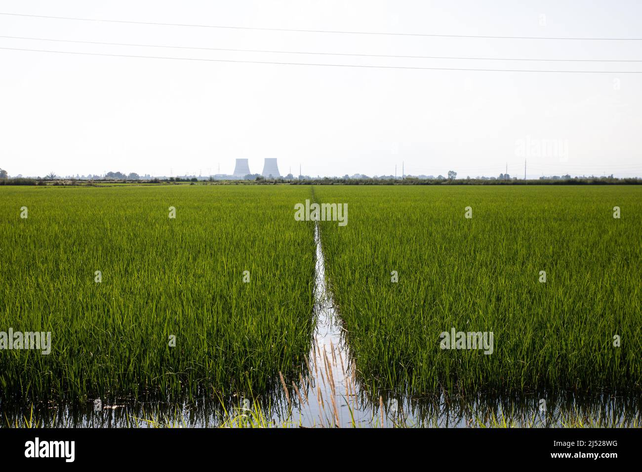 Campi di riso nella zona vercelese Foto Stock