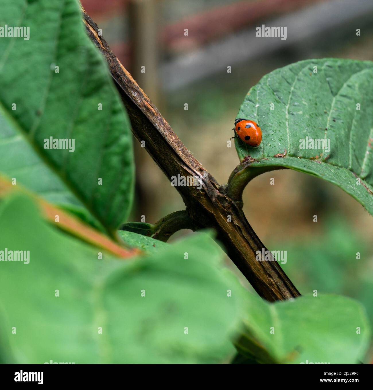 Primo piano di Ladybugs (Coccinellidae) su una foglia verde. Coccinellidae è una famiglia diffusa di piccoli coleotteri Foto Stock