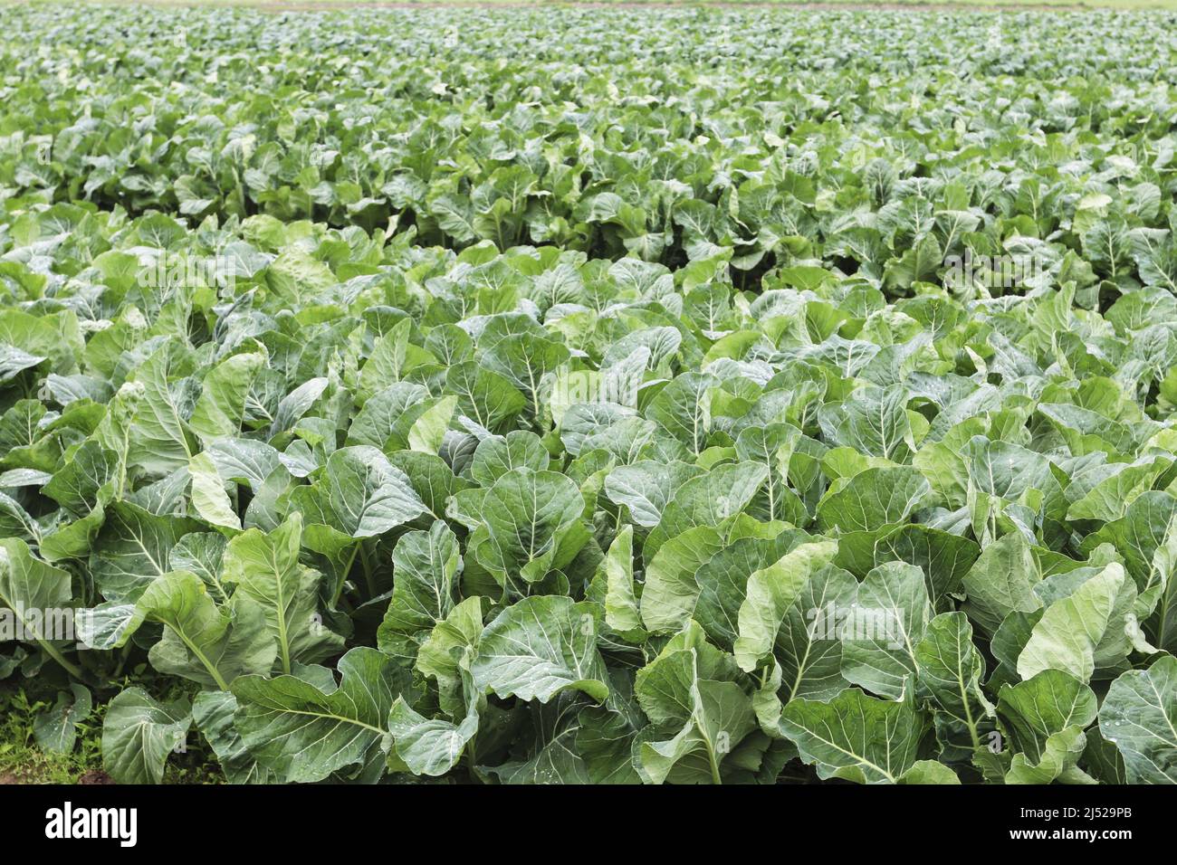 Fattoria con cavolo piantato nei campi. Agricoltura luogo Foto Stock