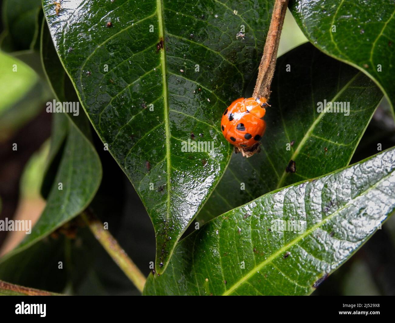 Primo piano di Ladybugs (Coccinellidae) su una foglia verde. Coccinellidae è una famiglia diffusa di piccoli coleotteri Foto Stock