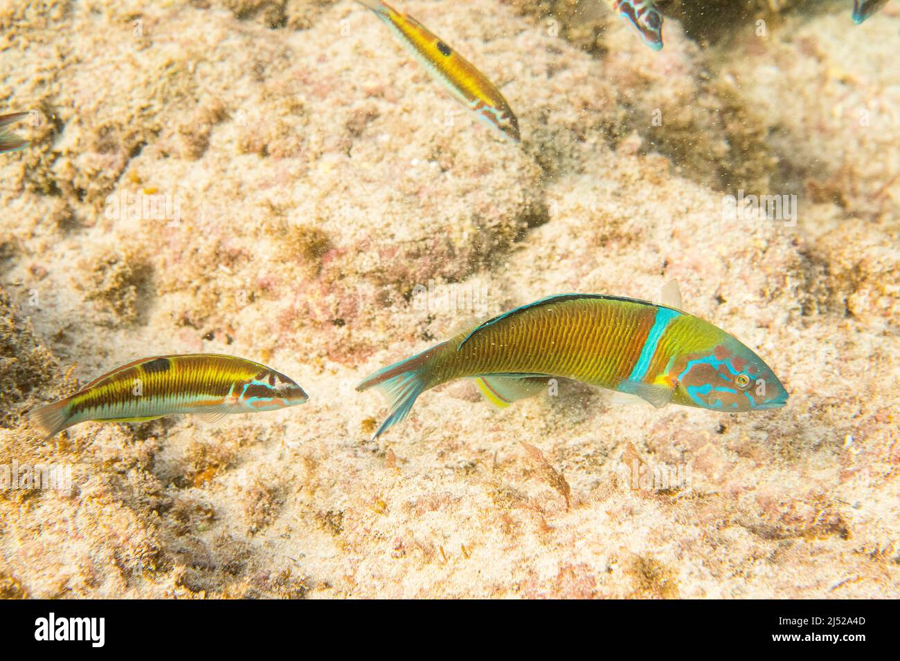 Il wrasse ornato, Thalassoma pavo, è una specie di wrasse originaria delle coste rocciose dell'Oceano Atlantico orientale e del Mar Mediterraneo. Foto Stock