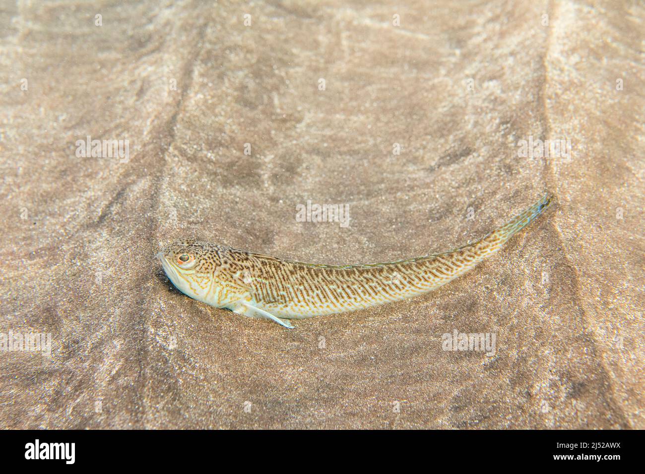 Il pescatore maggiore (Trachinus draco) è un pesce marino venoso bentico e  demersale della famiglia Trachinidae, adagiato sulla sabbia sott'acqua Foto  stock - Alamy