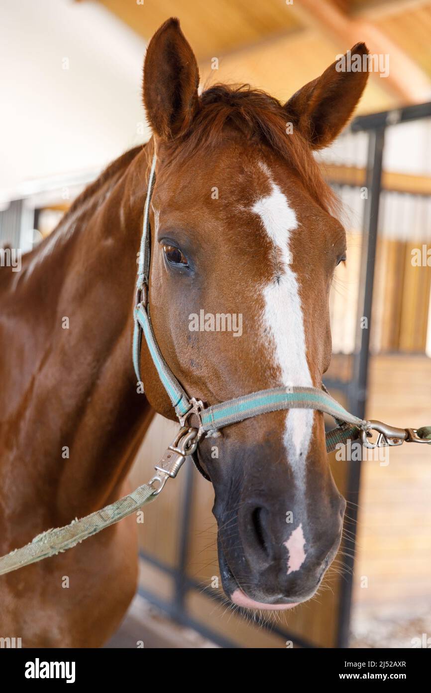 Ritratto di un cavallo in piedi in una stalla. Foto Stock