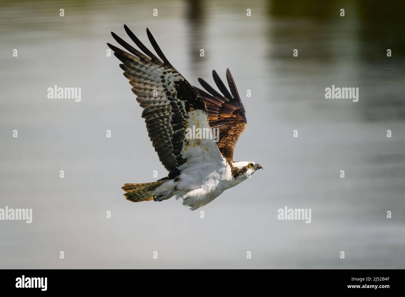 Un osprio con ali sollevate in volo mentre sale attraverso l'aria sopra un fiume verso un punto di atterraggio Foto Stock