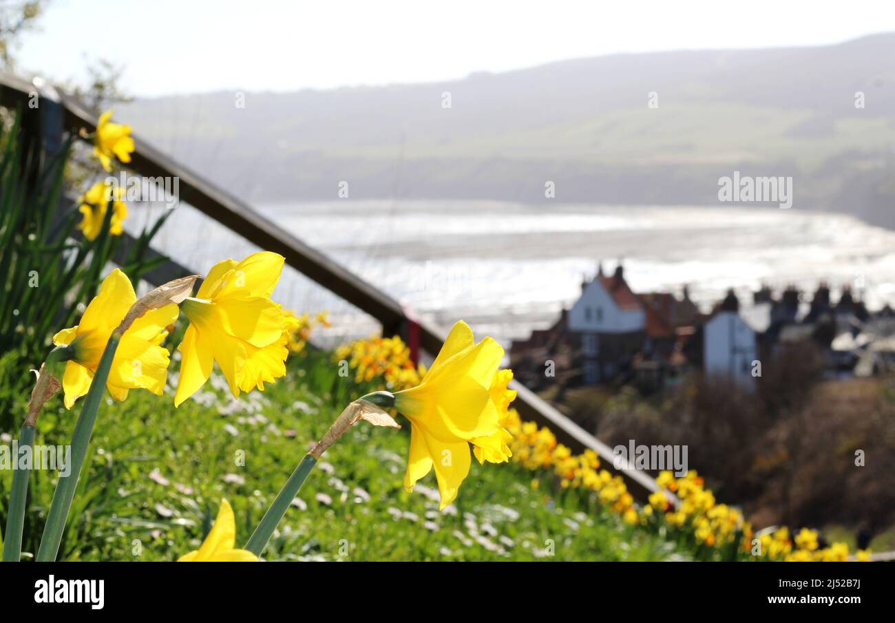 Narcisi a Robin Hood's Bay, Yorkshire Foto Stock