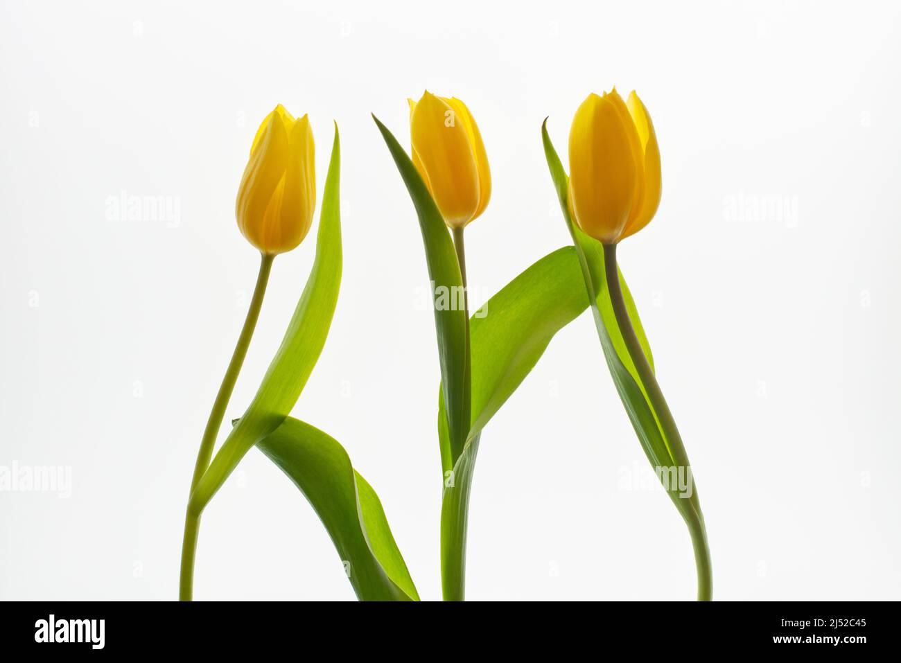 Tulipani gialli isolati su sfondo bianco retroilluminato. Foto Stock
