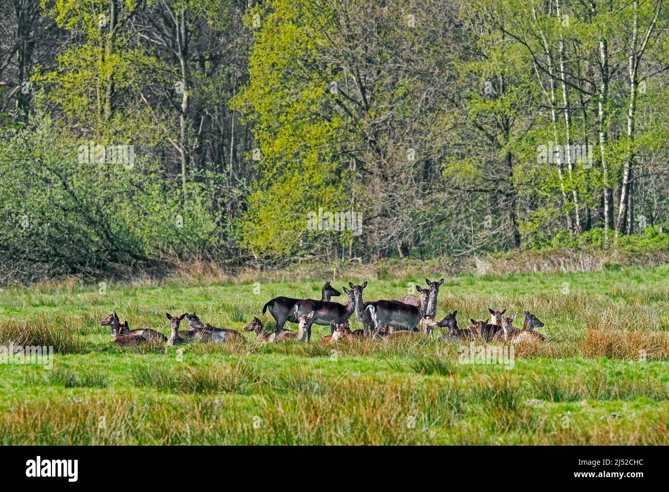 Daini (Dama dama) Grande mandria di fa con vitelli che riposano in campo al bordo della foresta larga in primavera Foto Stock