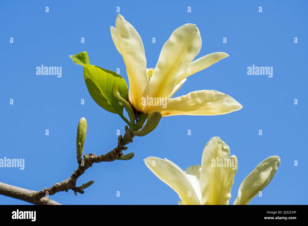 Grandi fiori gialli di Magnolia Golden Pond (M. acuminata x M. denudata) fioriti in giardino in primavera Foto Stock