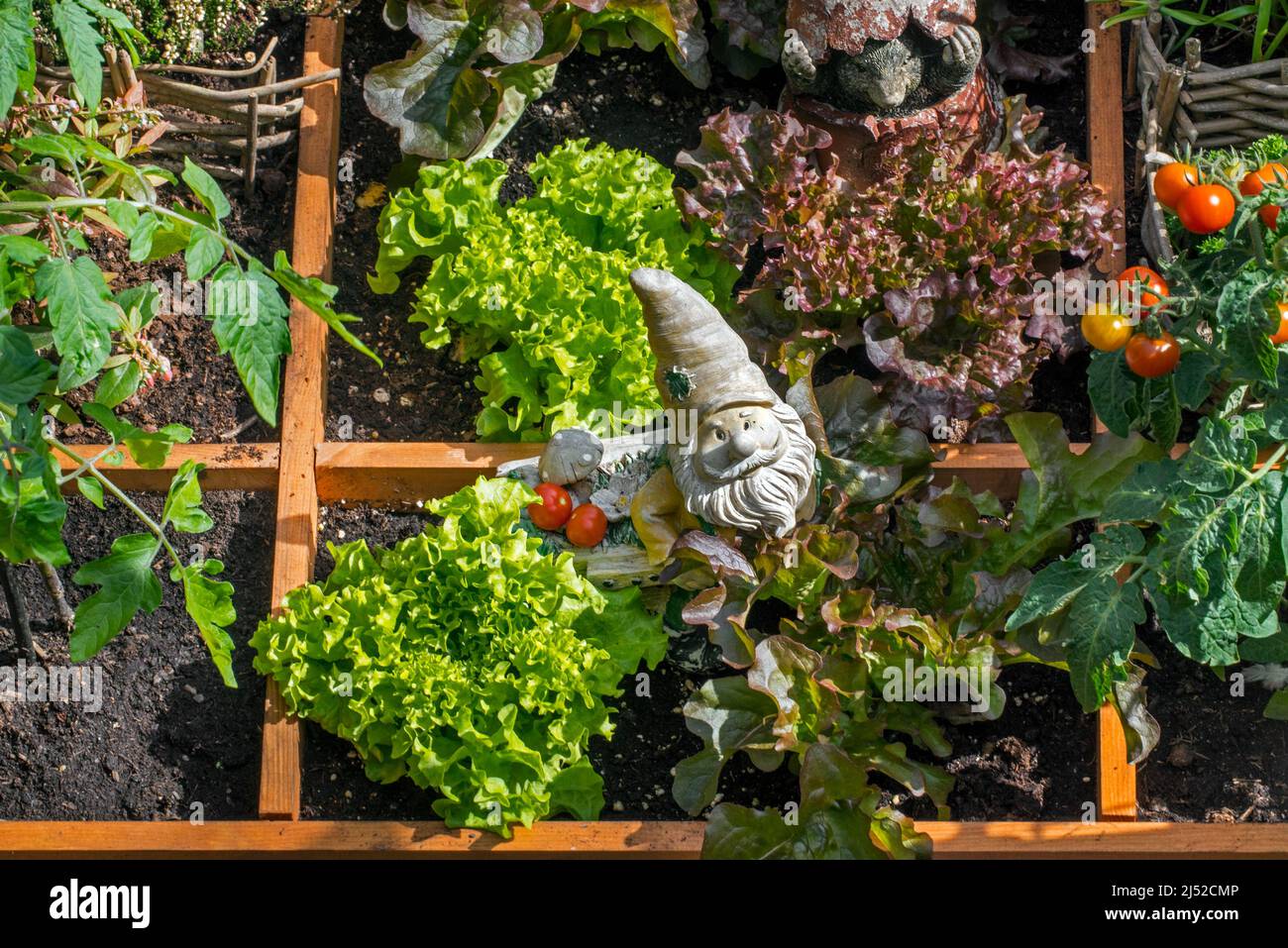 Giardino ornamento gnomo figurina con carriola tra diverse specie di lattuga, erbe, pomodori e verdure in scatola di legno di giardino quadrato piede Foto Stock