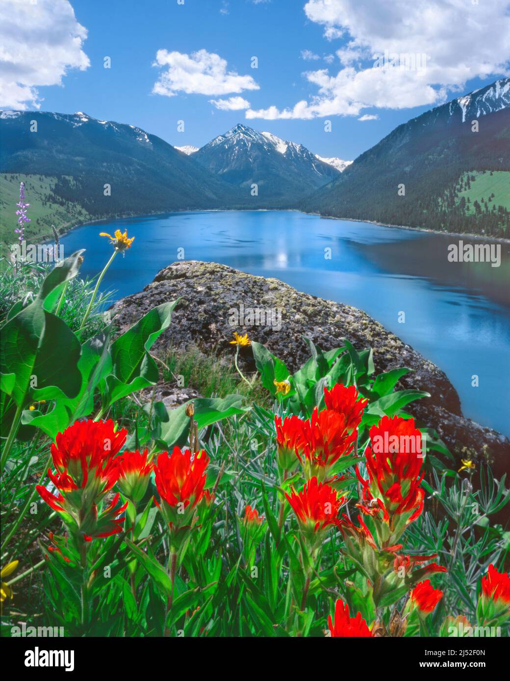 Fiori selvatici e masso irregolare di granodiorite sulla Moraine Est del Lago Wallowa, Oregon Foto Stock