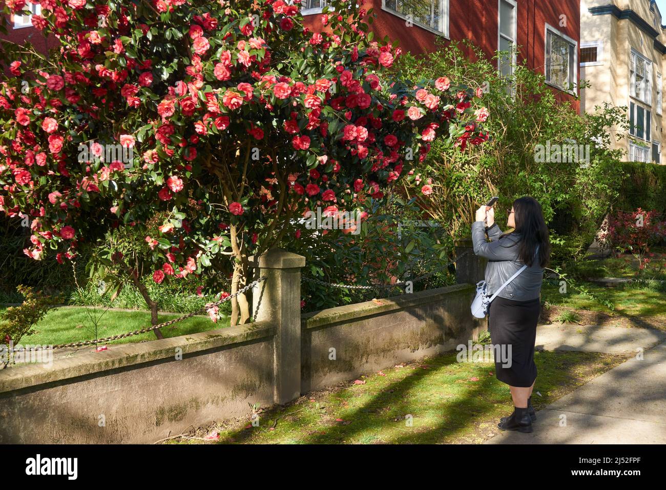 Vista laterale della giovane donna scattando una fotografia con il suo telefono di una fiorente macchia di camellia rossa in primavera, Vancouver, BC, Canada Foto Stock