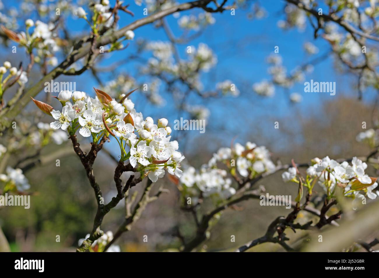 Bloosoms della pera di Nashi, Pyrus pirifolia, in primavera Foto Stock