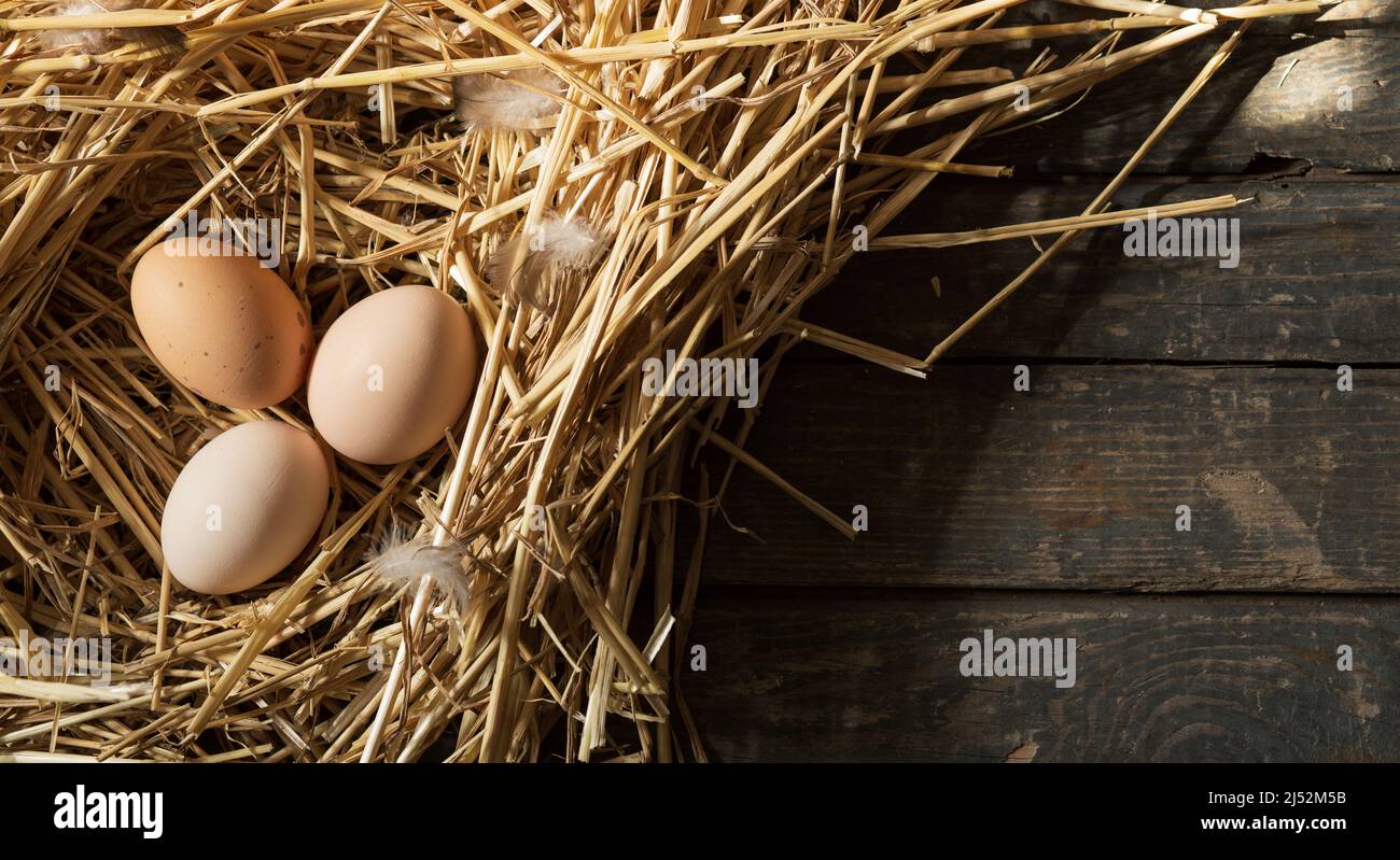 Uova di pollo in un nido di paglia. Concetto: Mercato, uova, cibo Foto Stock
