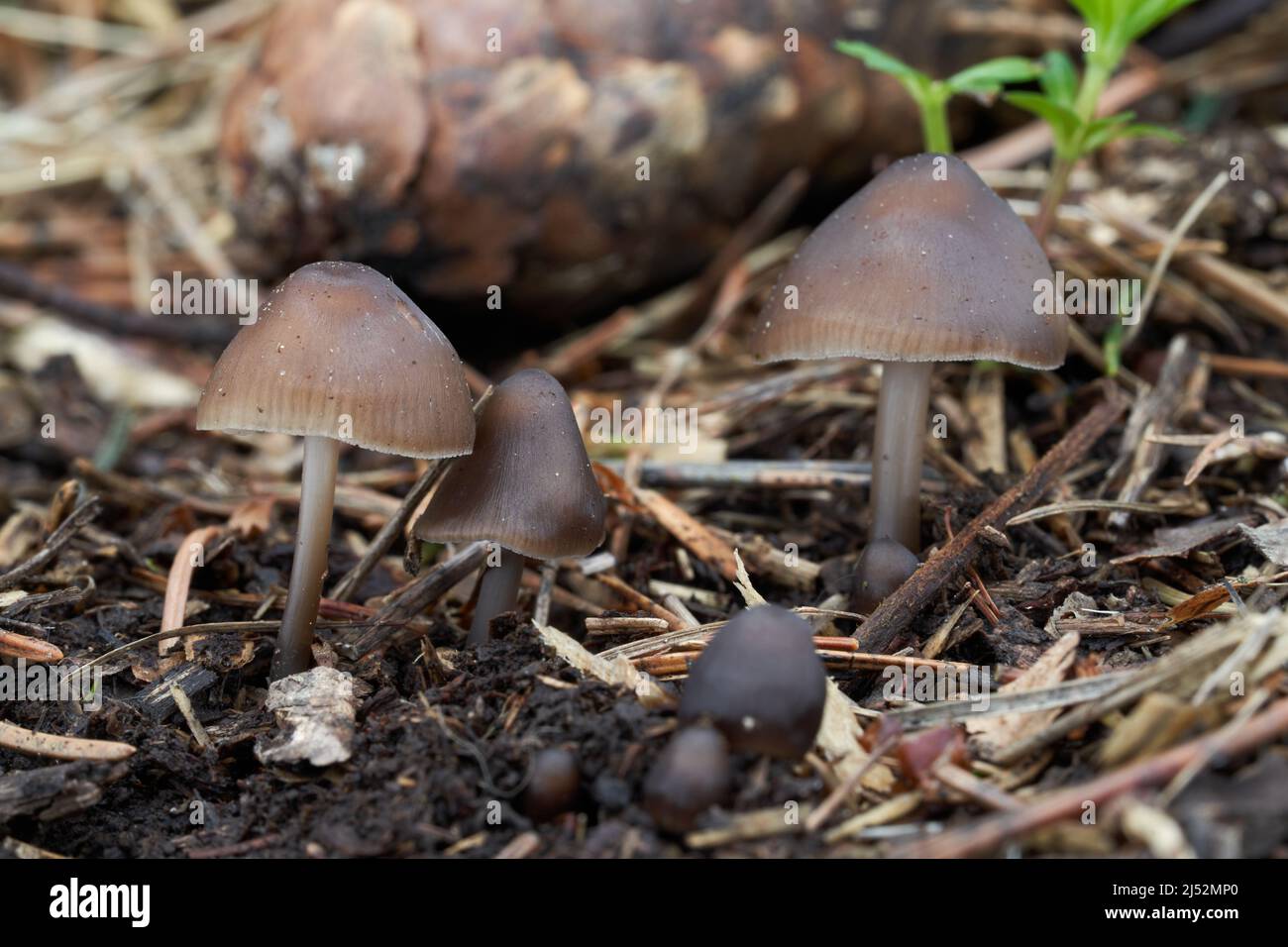 Fungo incommestibile Micena strobolicola in bosco di abete rosso. Gruppo di funghi bruni selvatici. Foto Stock