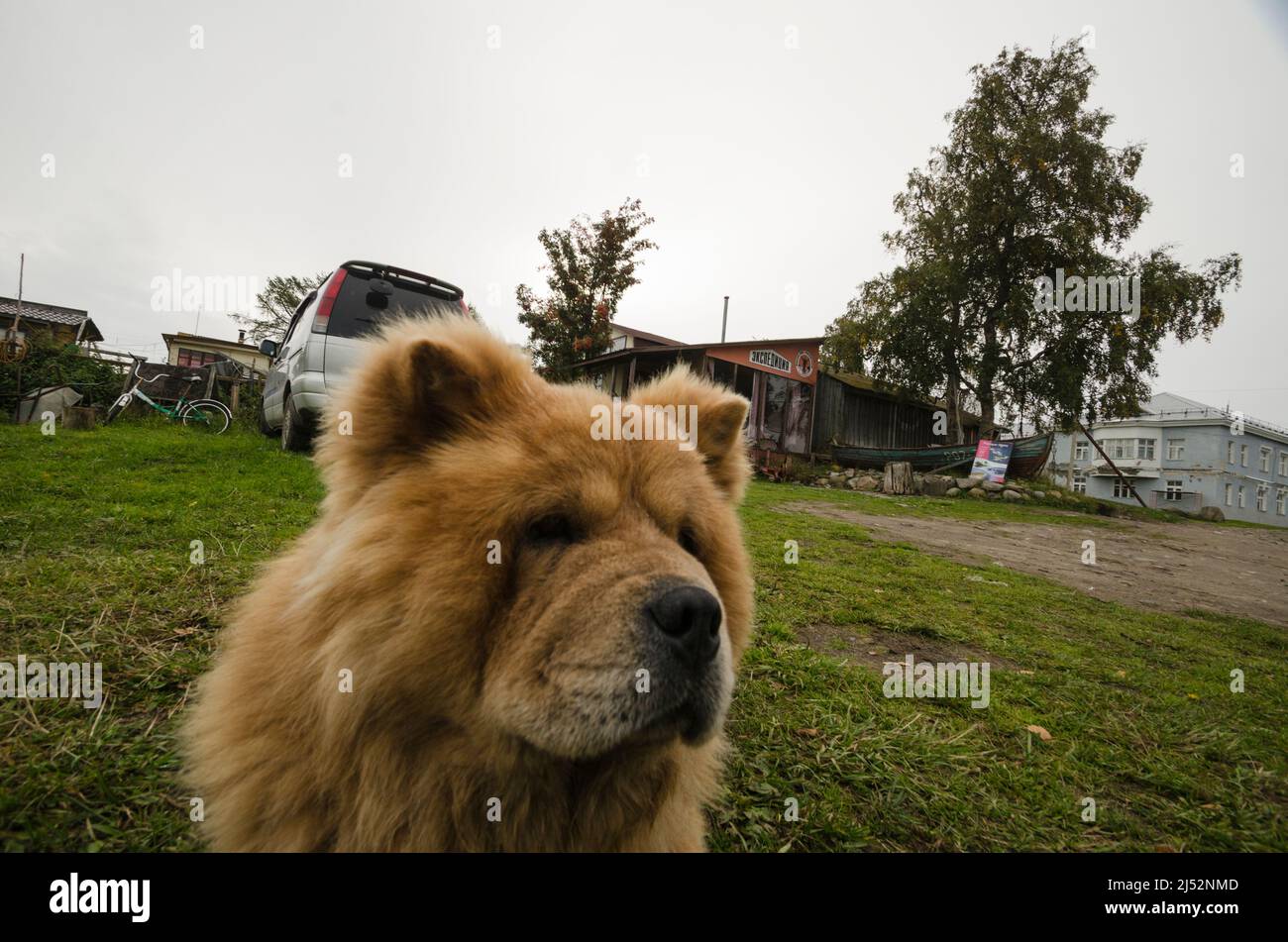 Divertente cane rosso aggy. chow chow Foto Stock