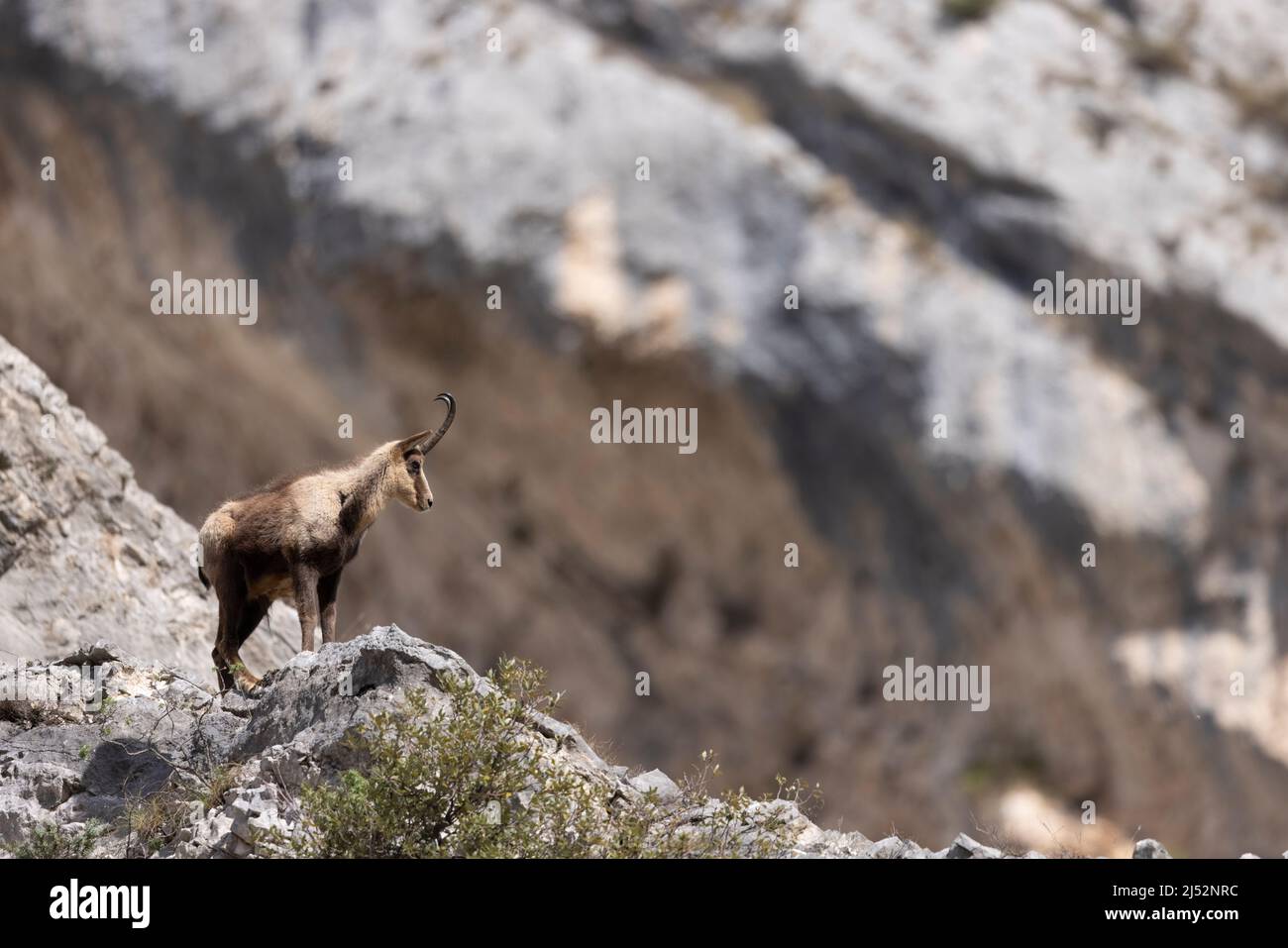 Camosci appenninici nel Parco Nazionale della Majella, Abruzzo, Italia. Foto Stock