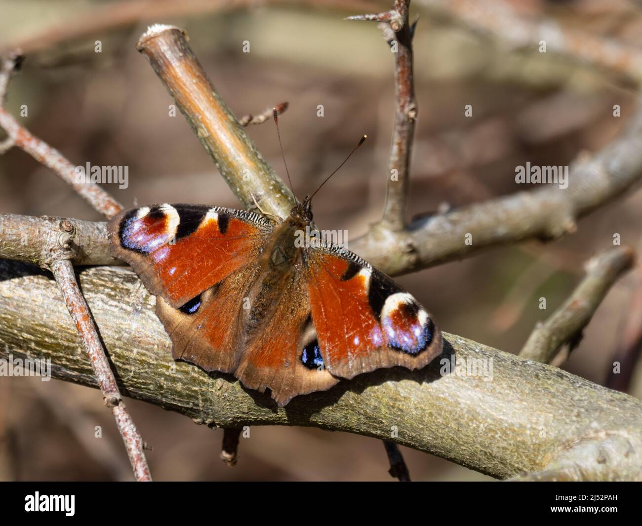 Aglais io, la farfalla europea di pavone, più comunemente conosciuta come la farfalla di pavone, poggiata su alcuni rami. Foto Stock