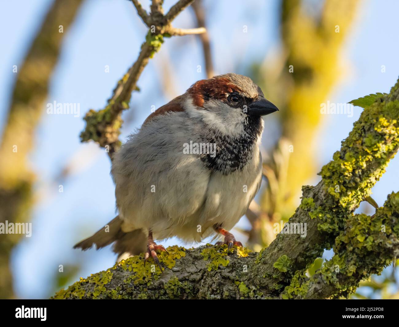 Un maschio Casa Sparrow, Passer domesticus, spesso noto come solo passero, arroccato un ramo A. Foto Stock