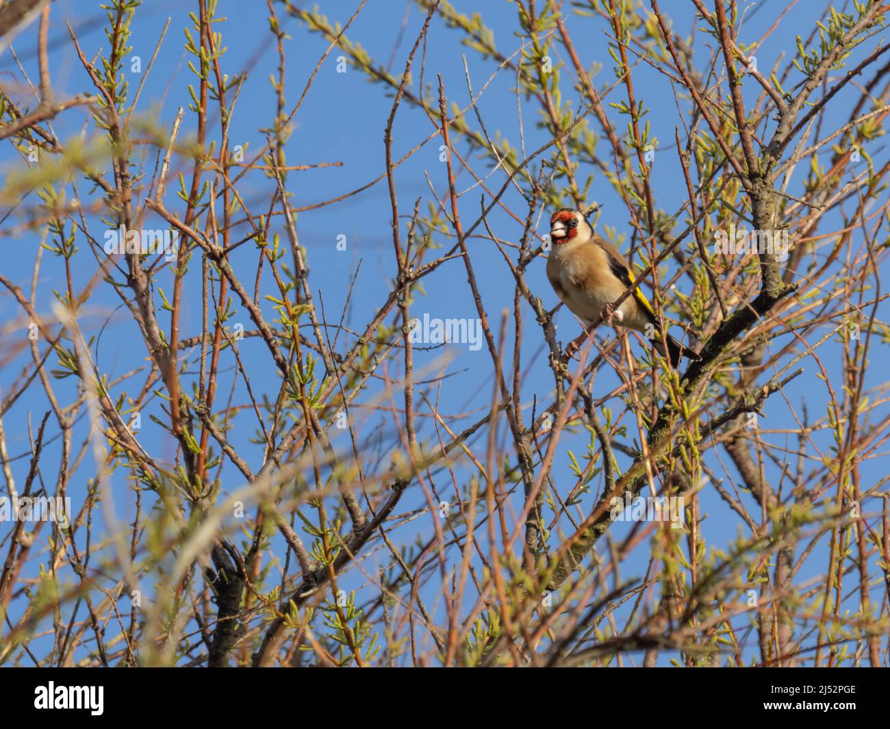 Un Goldfinch europeo o semplicemente conosciuto come il Goldfinch, arduelis carduelis, che si aggirano in un albero. Foto Stock