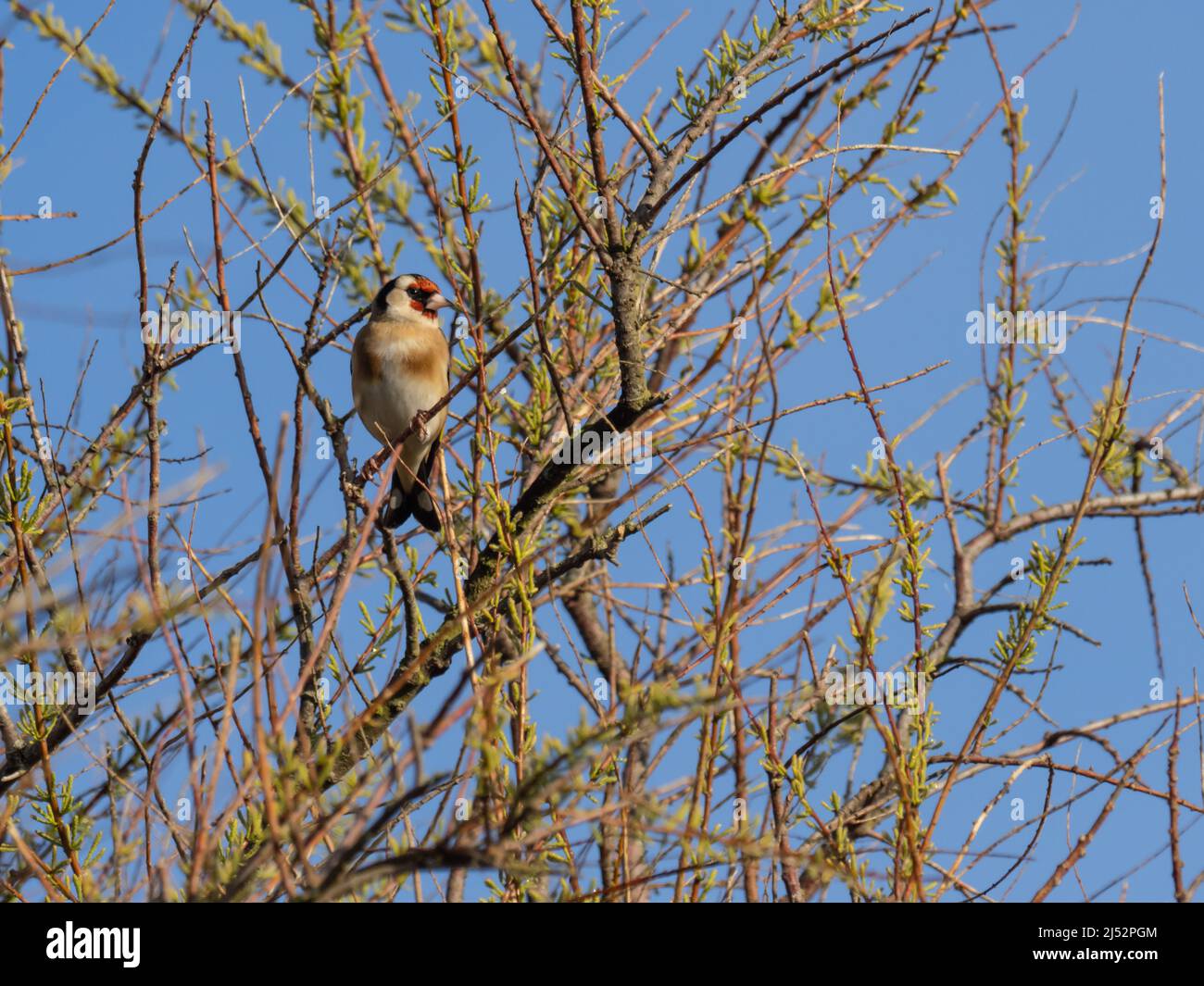 Un Goldfinch europeo o semplicemente conosciuto come il Goldfinch, arduelis carduelis, che si aggirano in un albero. Foto Stock