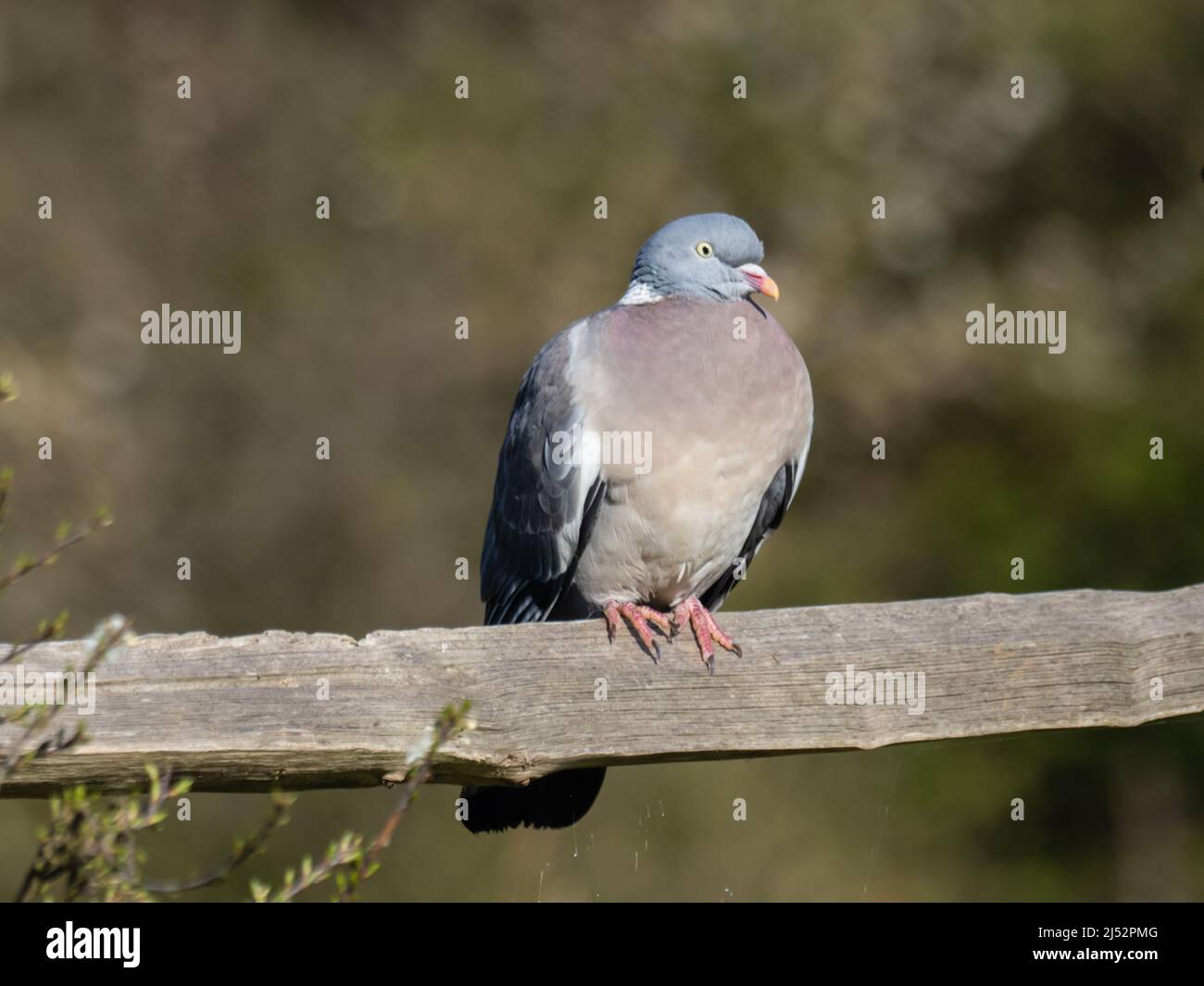 Un Pigeon di legno comune o Woodpicceon comune, Columba Palumbus, che si trova su una rotaia di recinzione. Foto Stock