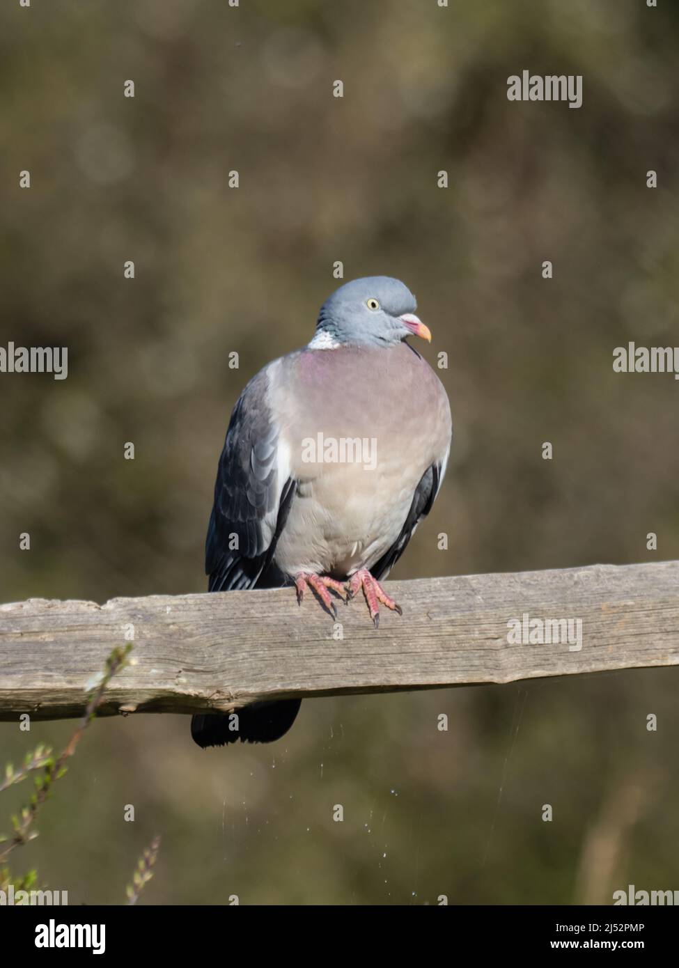 Un Pigeon di legno comune o Woodpicceon comune, Columba Palumbus, che si trova su una rotaia di recinzione. Foto Stock