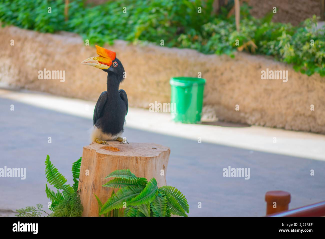 specie di uccelli sulawesiani kalao della famiglia hornbill Foto Stock