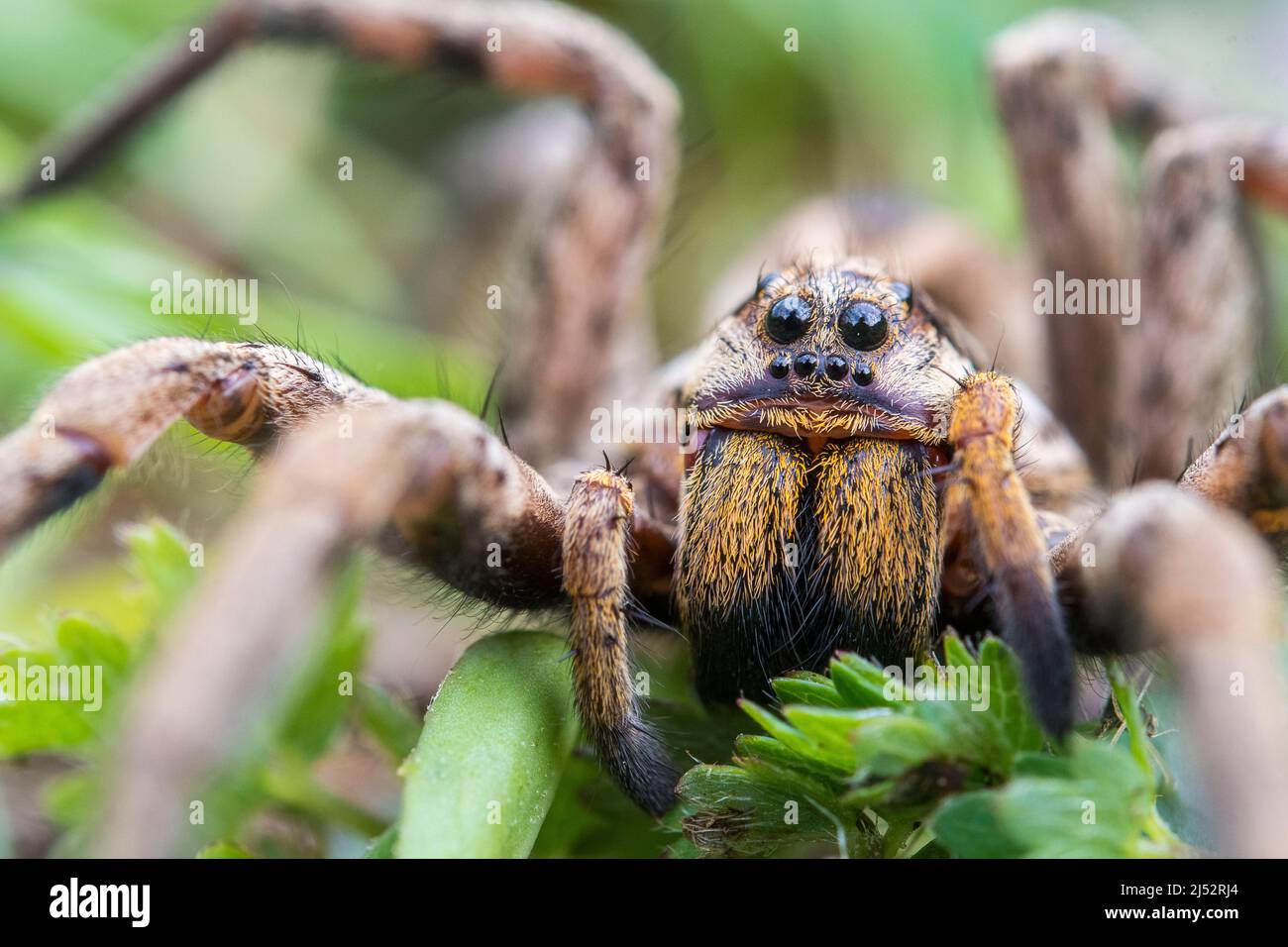 European Wolf Spider, False Tarantula o Radiated Wolf Spider (Hogna radiata), una Lycosidae, femminile. Foto Stock