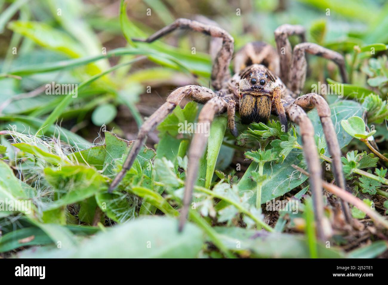 European Wolf Spider, False Tarantula o Radiated Wolf Spider (Hogna radiata), una Lycosidae, femminile. Foto Stock