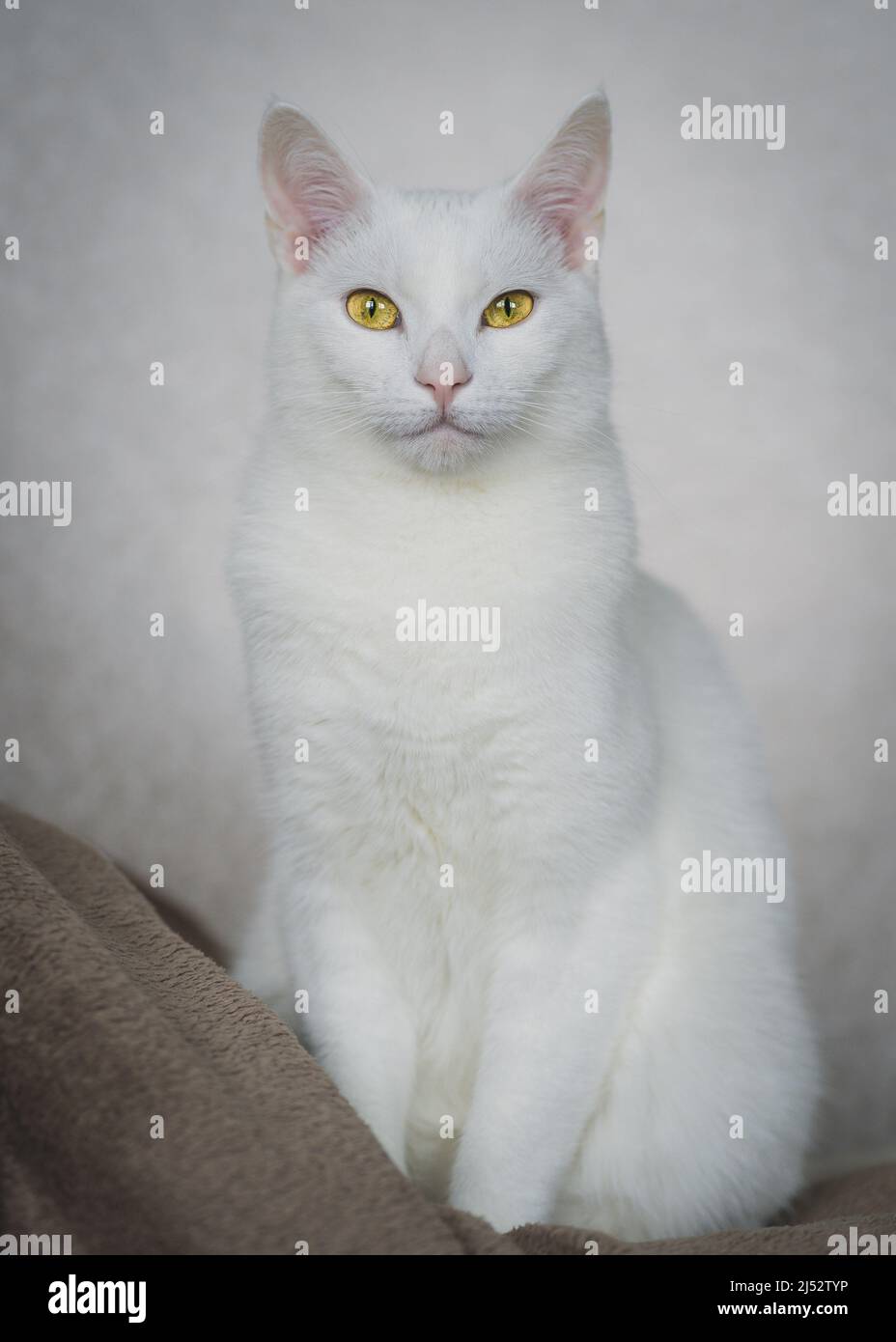 Ritratto di un gatto bianco con occhi gialli seduti su un divano Foto Stock
