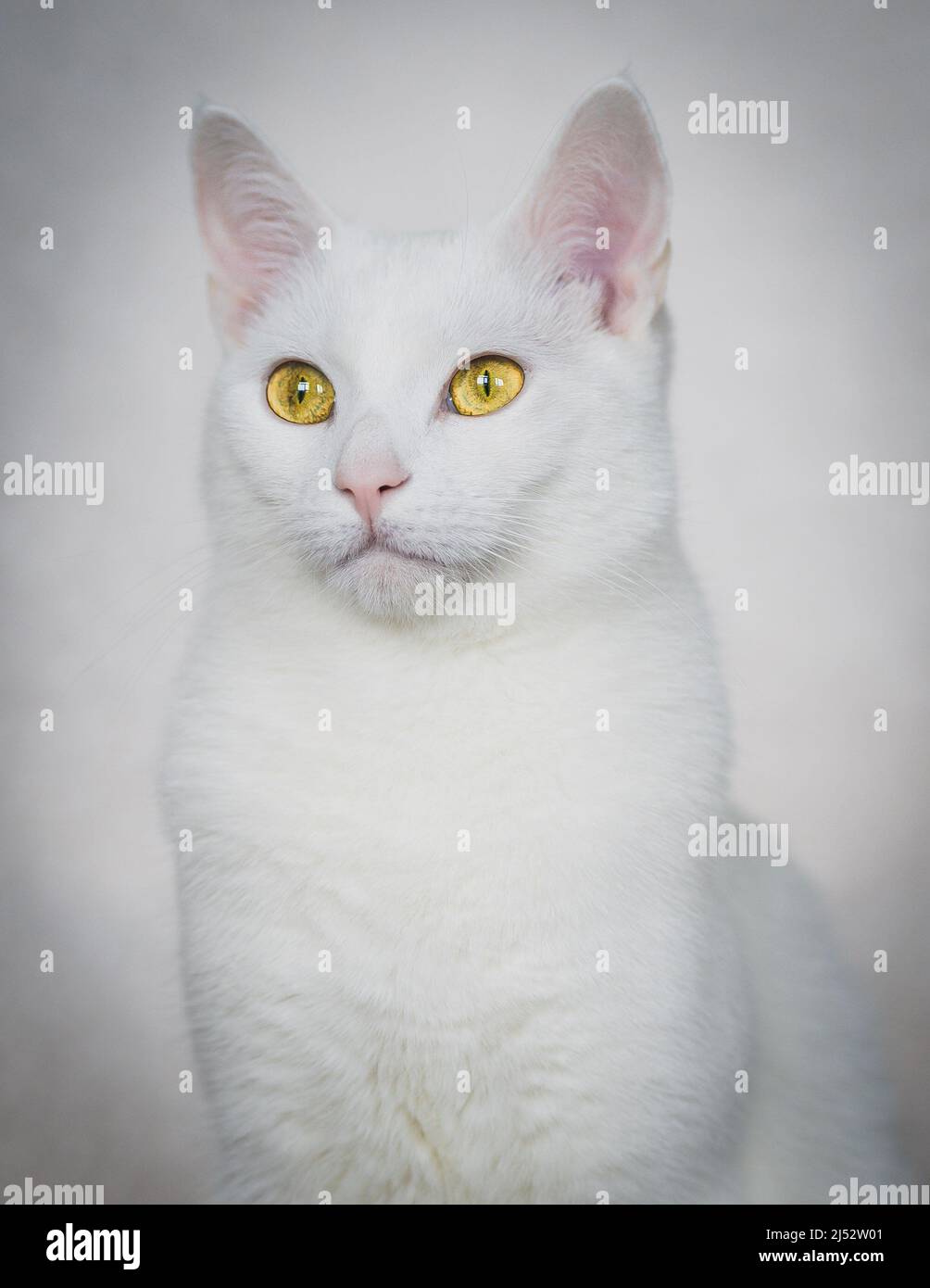 Ritratto di un gatto bianco con occhi gialli seduti su un divano Foto Stock
