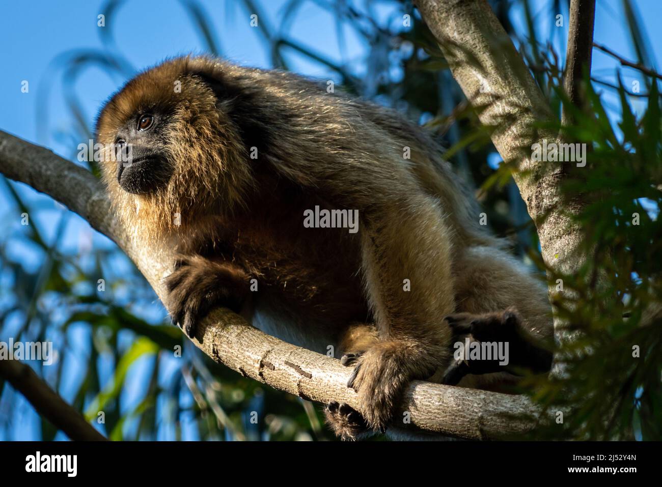 Carayá scimmie stato naturale, specie sudamericane, il maschio è nero e la femmina è marrone Foto Stock