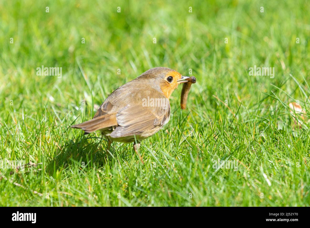 Robin sul prato da giardino con giacca in similpelle (larva di gru volare) nel suo becco - UK Foto Stock