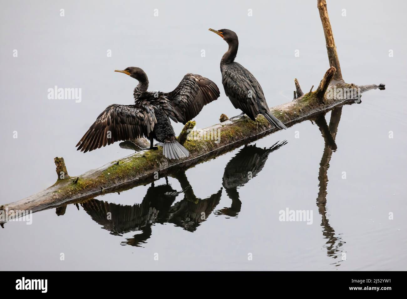 Cormorani a doppio strato, Nannopterum auritum, ali di riposo e asciugatura su un ceppo della penisola olimpica, Washington state, USA Foto Stock